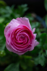 Ranunculus Potted Spring Flower Garden