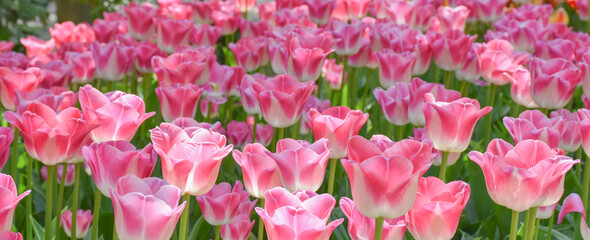 Beautiful pink tulips grow in the park