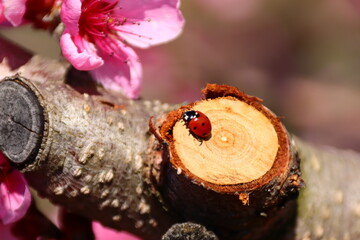 Marienkäfer wacht auf