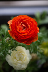 Ranunculus Potted Spring Flower Garden
