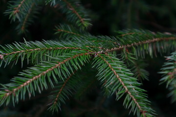 Tree needles on a dark background