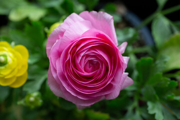 Ranunculus Potted Spring Flower Garden