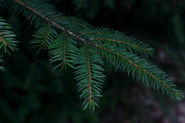Tree needles on a dark background
