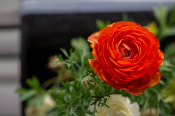 Ranunculus Potted Spring Flower Garden