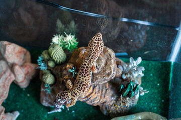 Leopard Spotted Gecko