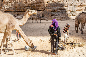 A herd of camels are drinking water in the Bashikele Valley, Chad, Africa	