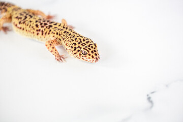 Leopard Spotted Gecko