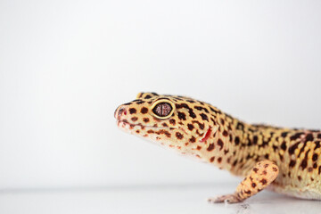 Leopard Spotted Gecko