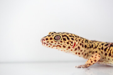 Leopard Spotted Gecko