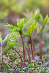 young shoots, fresh sprouts of agricultural plants in the ground close up image. High quality photo