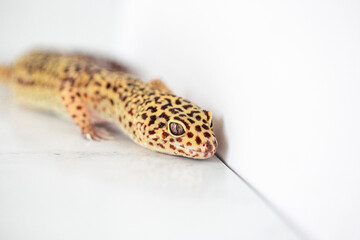Leopard Spotted Gecko