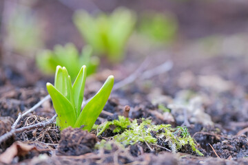 young shoots, fresh sprouts of agricultural plants in the ground close up image. High quality photo