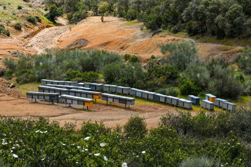 Fototapeta premium Beekeeping or apiculture in Castilla La Mancha, Spain