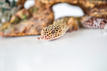 Leopard Spotted Gecko