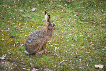 Kleiner Hase in der Stadt
