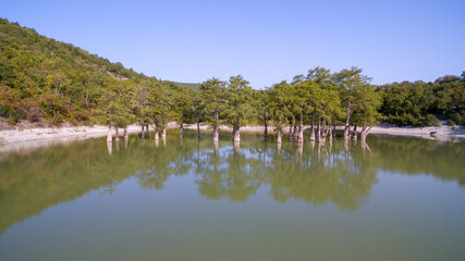 Cypress trees in Sukko lake. Anapa. Russia