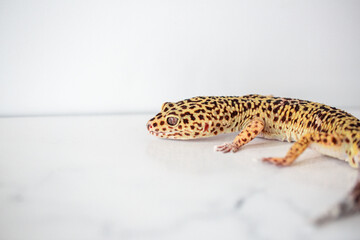 Leopard Spotted Gecko