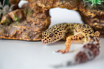 Leopard Spotted Gecko
