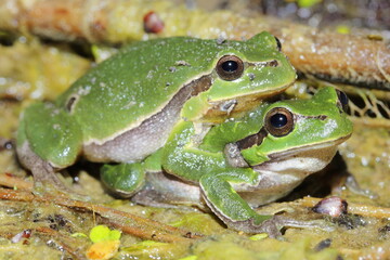 European tree frog (Hyla arborea) couple in amplexus