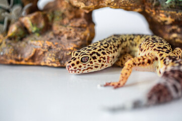 Leopard Spotted Gecko