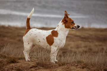 Portrait of Jack Russell Terrier on the sand.