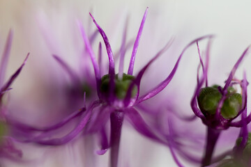 allium bloom flower violet abstract macro