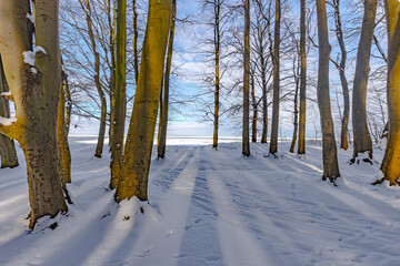 Der Küstenwald im Winterlicht. Blick auf den zugefrorenen Bodden vom winterlichen Wald aus.