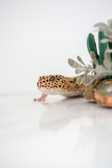 Obraz premium Leopard Spotted Gecko