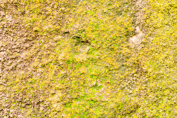 Texture of a concrete wall with cracks and scratches which can be used as a background