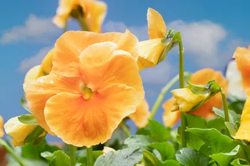 Gordijnen Bright orange and yellow pansies planted and watered on a bright sunny day © Michael O'Neill