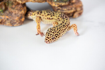 Leopard Spotted Gecko