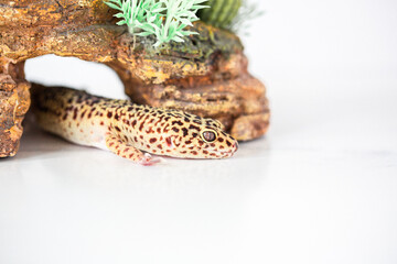 Fototapeta na wymiar Leopard Spotted Gecko