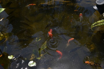 estanque de peces