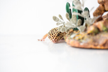 Obraz premium Leopard Spotted Gecko
