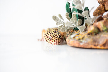 Leopard Spotted Gecko