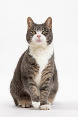Grau weiße Katze vor weißem Hintergrund mit grünen Augen
