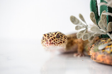 Leopard Spotted Gecko