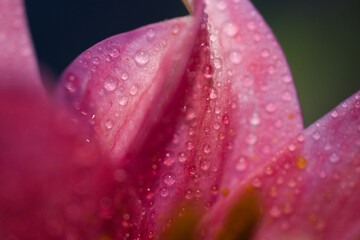 A macro shot of an oriental pink lily.