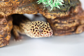 Leopard Spotted Gecko