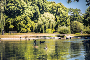 Enten im Rosensteinpark Stuttgart
