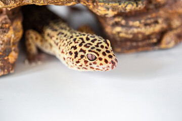 Leopard Spotted Gecko