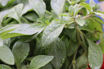 rain drops on a leaf