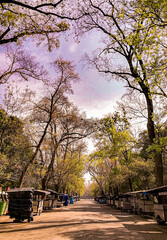 Chapultepec en pandemia 