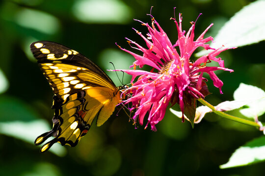 Butterfly on Flower Close-Up