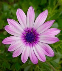 Fototapeta premium Flor