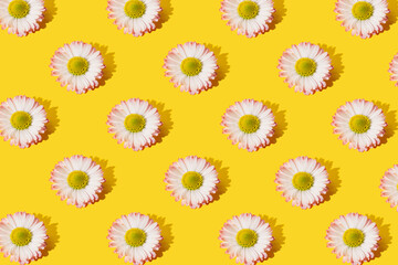 Fototapeta na wymiar Pattern made of Common daisy flower on the illuminating background. Minimal flat lay concept.