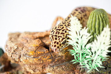 Leopard Spotted Gecko