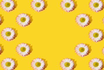 Fototapeta na wymiar Pattern made of Common daisy flower on the illuminating background. Minimal flat lay concept.