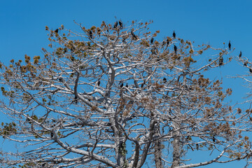 Cormorans perchés sur un arbre