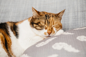 Serious yet beautiful cat sleeping on the pillow in living room couch